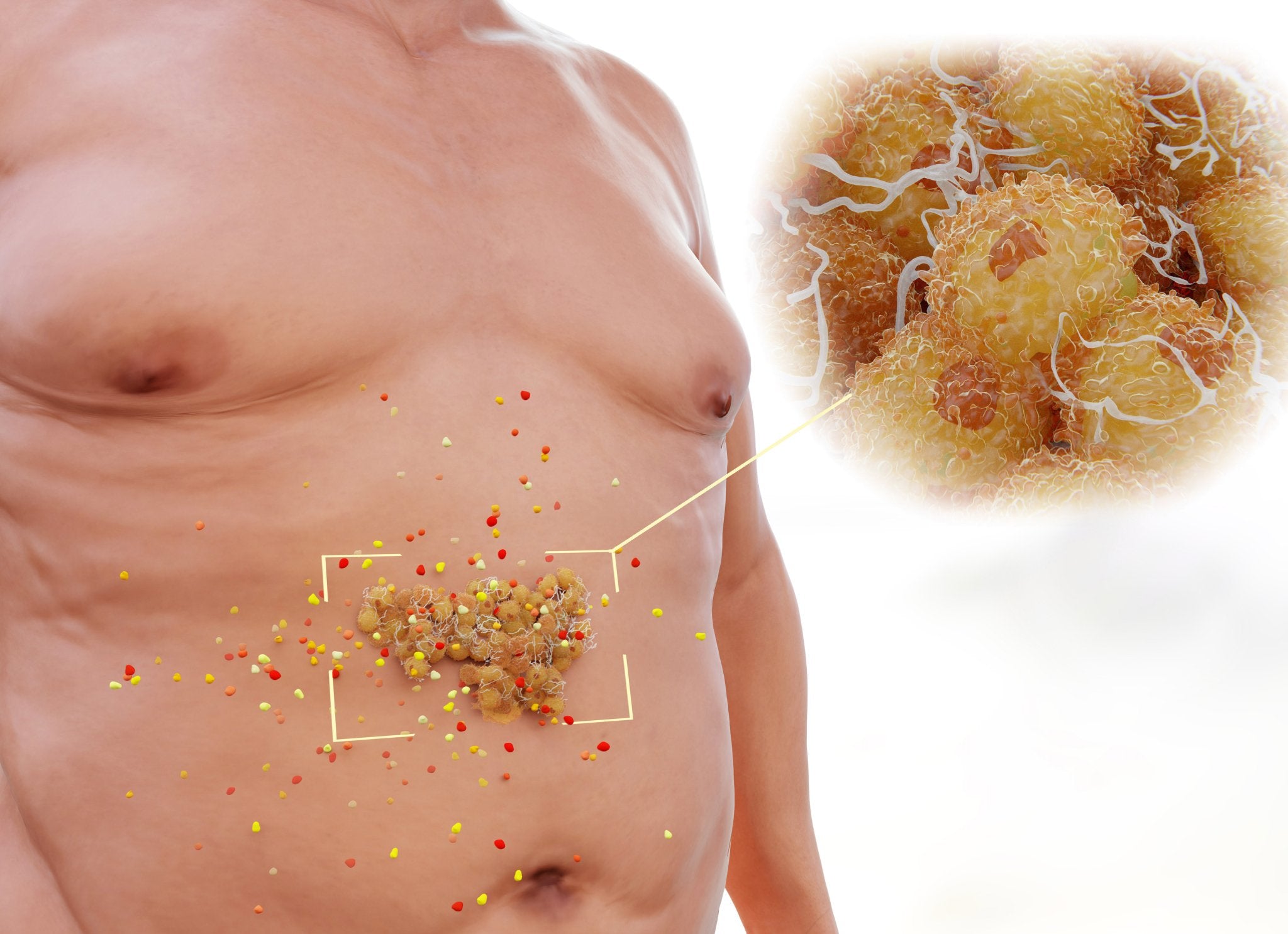 Visceral Fat: Understanding, Accumulation, and Reduction - Natty Superstore